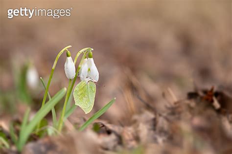 Common Brimstone Gonepteryx Rhamni Butterfly Resting On Snowdrop