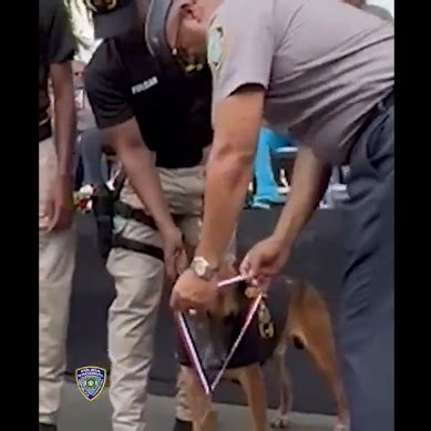 En Acto Solemne Pn Pone En Retiro Viejo Perro Trabaj En Unidad Canina