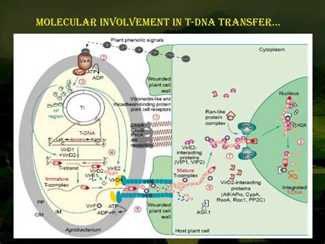 Agrobacterium mediated gene transfer