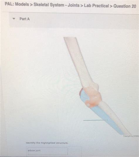 Solved Identify The Hightlighted Strcture Pal Models S