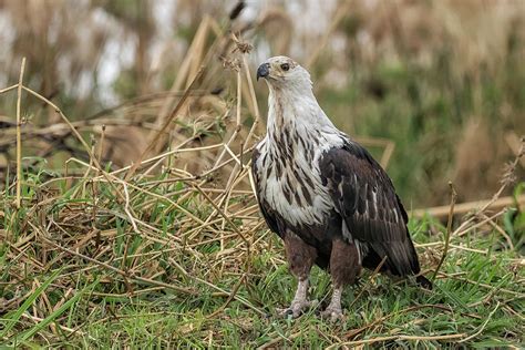 Juvenile African Fish Eagle Photograph By Belinda Greb Fine Art America