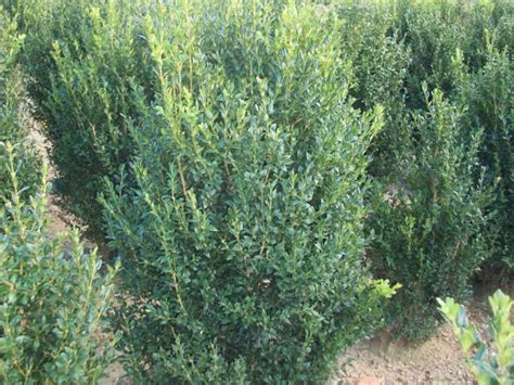 Buxus Sempervirens Bosso Comune