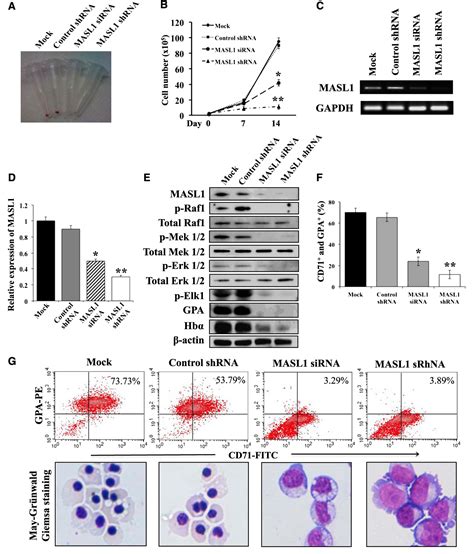 Figure 2 From RED CELLS IRON AND ERYTHROPOIESIS MASL1 Induces