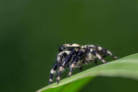 Tarantula In Close-up Photography · Free Stock Photo