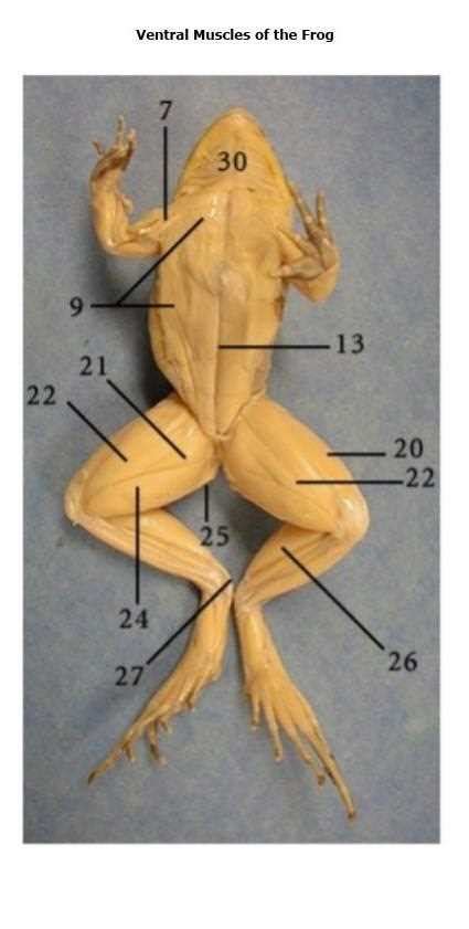 Exploring the Anatomy of Frog Muscles