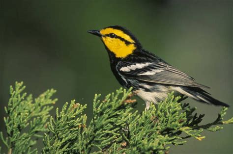 Golden Cheeked Warbler Food Chain