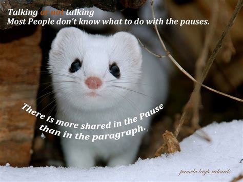 Funny Ferret Quotes. QuotesGram