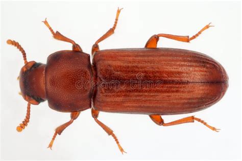 Beetle Of Confused Flour Beetle Tribolium Confusum Stock Photo Image