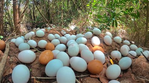 Wow Wow Unique A Female Fisherman Pick A Lot Of Duck Eggs On A Large