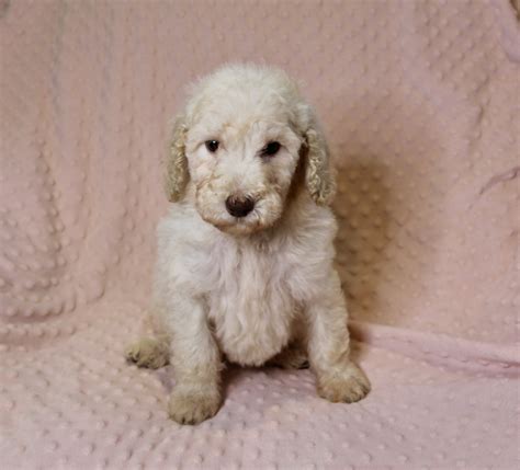 The Moyen Poodle Premium Moyen Poodle Puppy Breeder In Texas