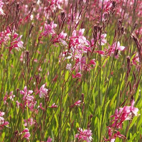 Gaura Lindheimeri Siskiyou Pink