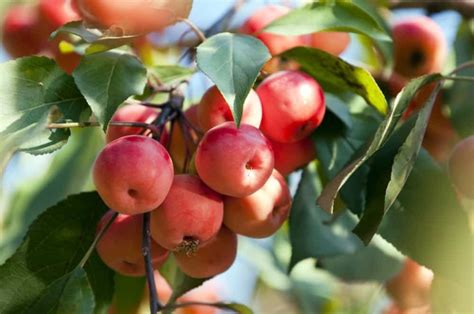 The Total Guide To Growing & Caring For A Crabapple Tree