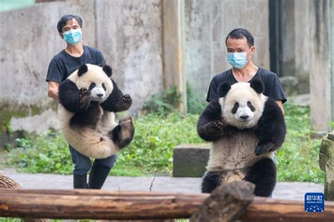 重庆动物园六只大熊猫集体过生日中国经济网——国家经济门户