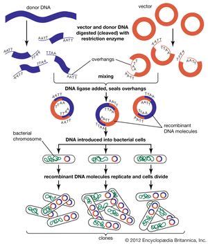 Recombinant DNA | Definition, Steps, Examples, & Invention | Britannica