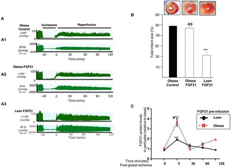 Differences In Cardiac Function Infarct Size And Fgf21 Autocrine