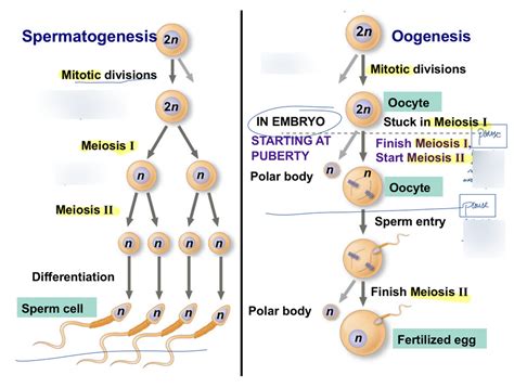 Gametogenesis Spermatogenesis And Oogenesis Diagram Quizlet