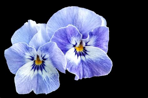 1000 Free Pansy And Nature Images Pixabay