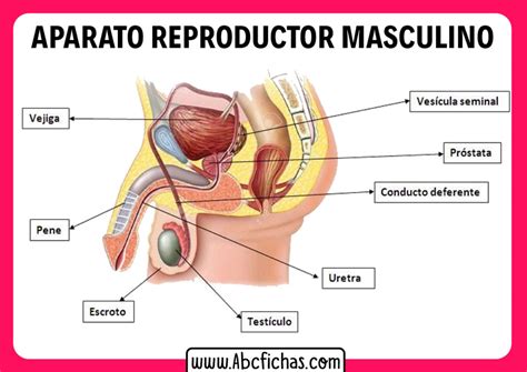 Definir Suave Cartucho Anatomia Del Aparato Reproductor Humano Haz Todo