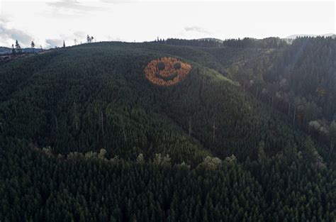 This giant smiley face of trees greets drivers in Polk County every ...