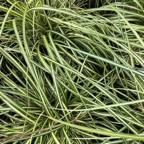 Carex Evergold - 2L pot - Yew Tree Garden Centre