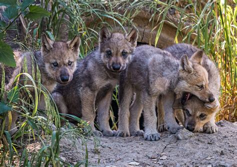 wolf pups emerge  den  oakland zoo   goodwill mission kqed