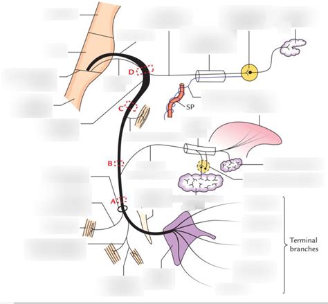 Facial nerve structure Diagram | Quizlet