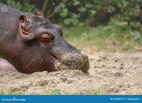 Hippopotamus On Ground Portrait Of One Sleepy Young Hippopotamus