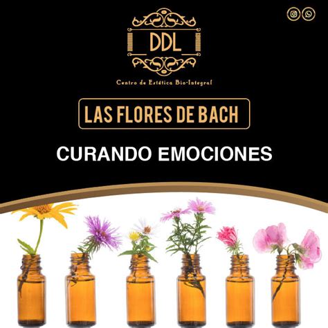 Curando Emociones Con Las Flores De Bach