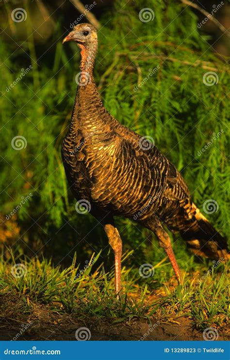 Wild Turkey Hen Stock Image Image Of Female Wild Wildlife 13289823