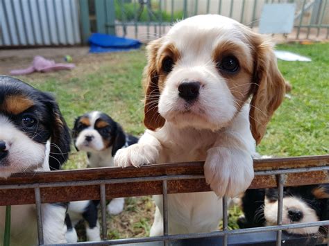 What Does Puppy Farming Mean