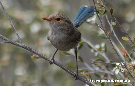 Splendid Fairy-wren - Malurus splendens - Stevografix