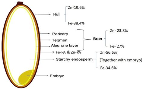 Frontiers Rice Biofortification Breeding And Genomic Approaches For