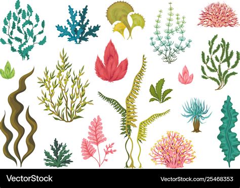 Seaweeds underwater ocean plants sea coral Vector Image