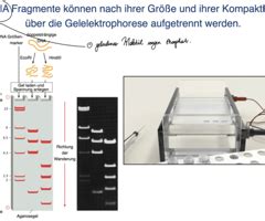 Molekularbiologische Methoden Rekombination Genkartierung