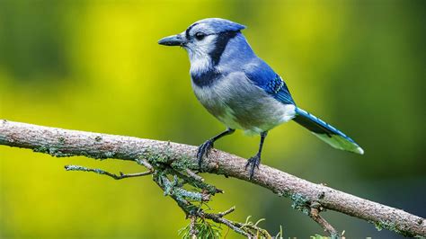 100 Blue Jay Pictures