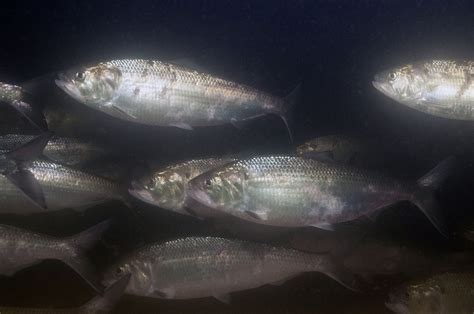 American Shad Restoration Efforts Continue | Coastal Review