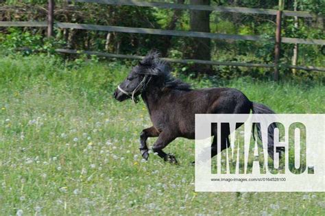 A Cute Shetland Pony Galloping In The Meadow A Cute Black Shetland