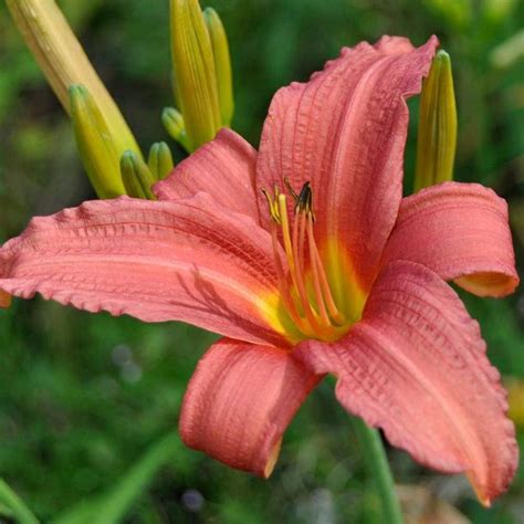 6 X Hemerocallis Pink Damask Daglelie Pot 9x9 Cm Roze Bloemen Bol