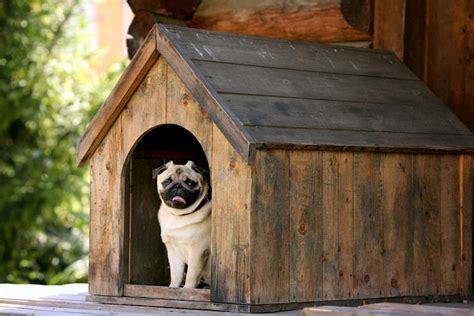 Casinha de cachorro saiba qual é a ideal para o seu pet