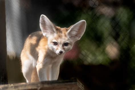 Symbolically Adopt Fennec Foxes to Support Conservation