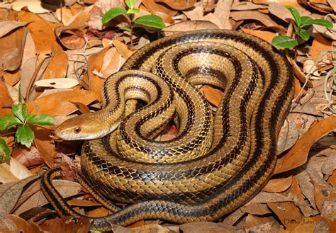 Yellow Rat Snake Pantherophis Obsoletus Quadrivittatus Flickr