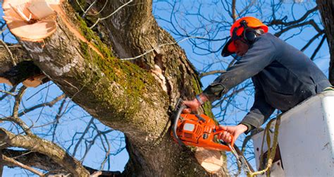 Easy Steps To Cut A Tree Branch Ill Branches Are A Time Bomb