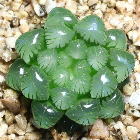 Haworthia Cooperi Baker Rare Succulent Live Plant 4cm Etsy Rare