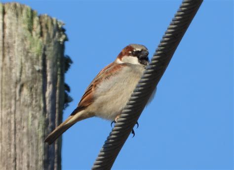 House Sparrows In Great Britain 1