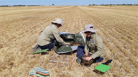 Greenmount Press Australian Grain