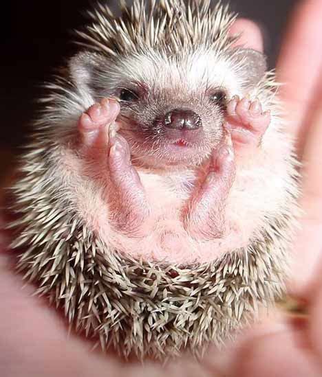 Weird and Exotic Animals: The Pygmy Hedgehog