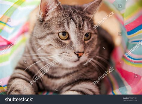 Closeup Portrait Gray Tabby Cat On Stock Photo 596372501 Shutterstock