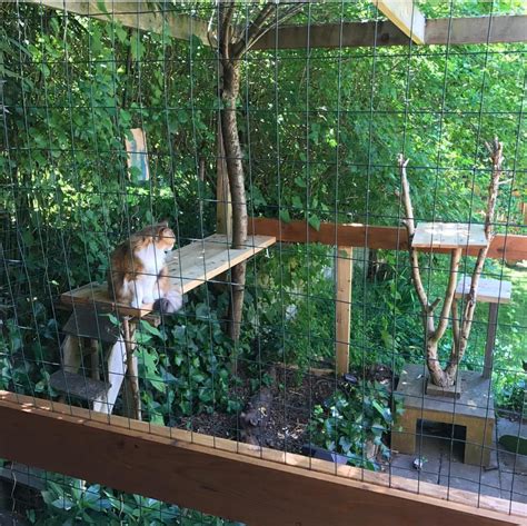 Outdoor Cat House for Your Feline Friend