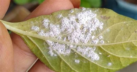 mealybugs   theyre  plant parents nightmare