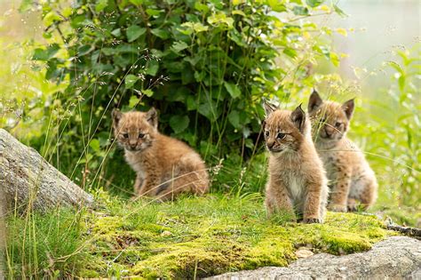 Eurasian Lynxs Norway Lynx Mammals Outdoors Animals Norway Hd